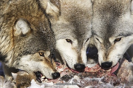 Wolf / Gray Wolf / Timber Wolf - eating White-tailed deer prey