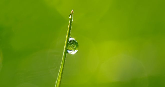 dewdrop-morning-sun-mirror-blade-of-grass-106150
