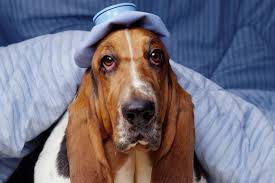 sick basset