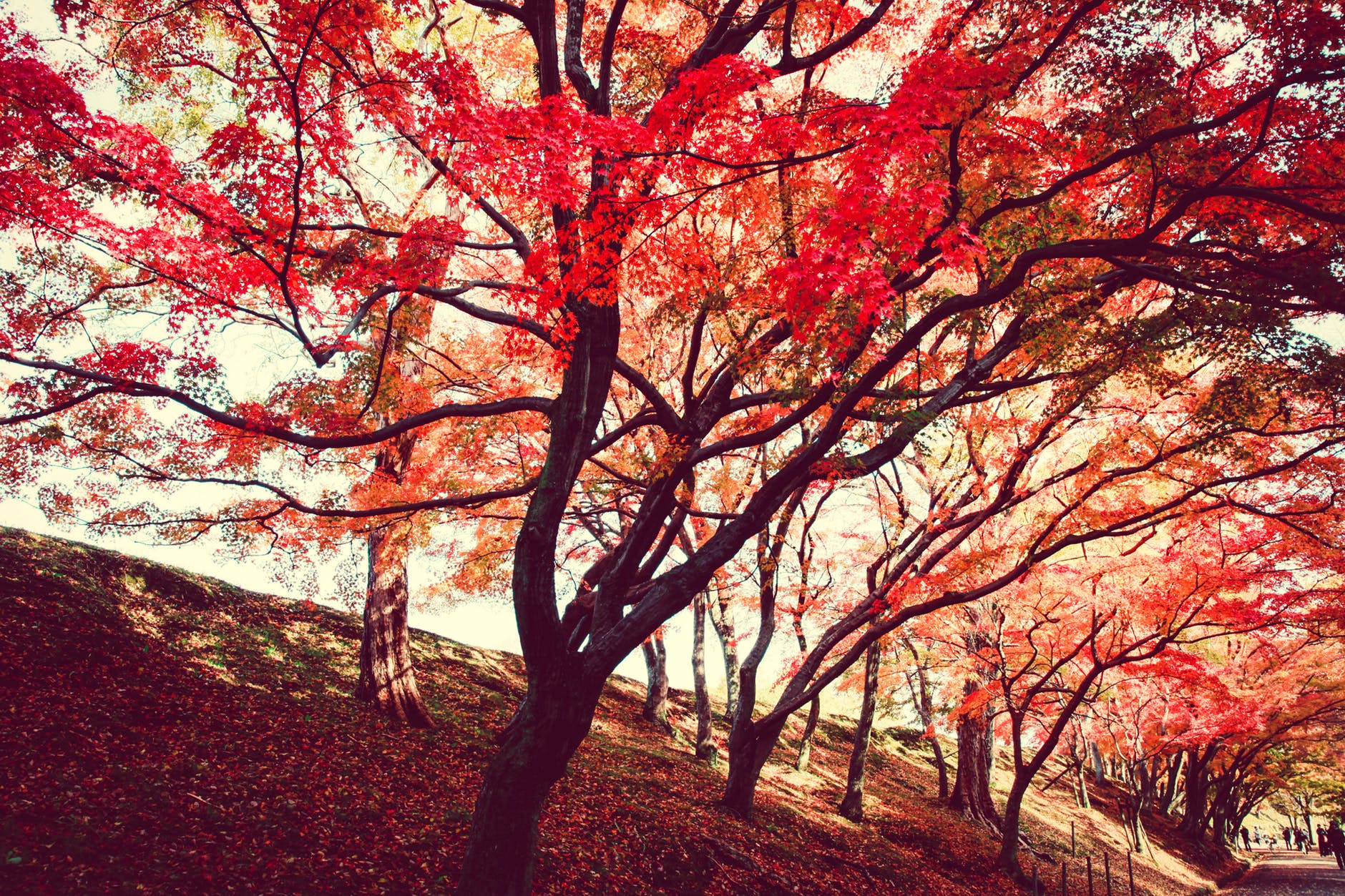 red trees