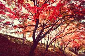 red trees